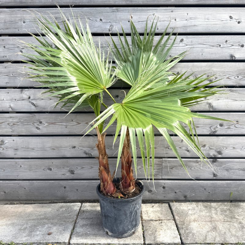 Washingtonia Filifera (Palma vláknitá) kont. C7.5L, výška kmeňa: 30-40 cm, celková výška: 90-100 cm (-4°C) - DVOJIČKY